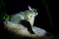 Kusu lisci - Trichosurus vulpecula - Common Brush-tailed Possum o4330